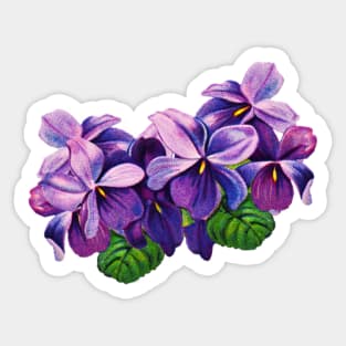 Vintage violets 2 Sticker